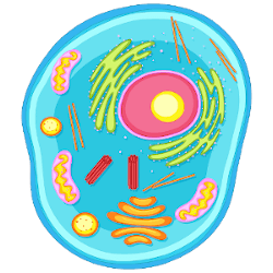 Comichafte Darstellung einer Körperzelle