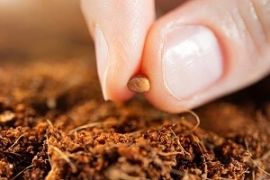 Pflanze einen Samen beim Raucher mit deinem Geschenk